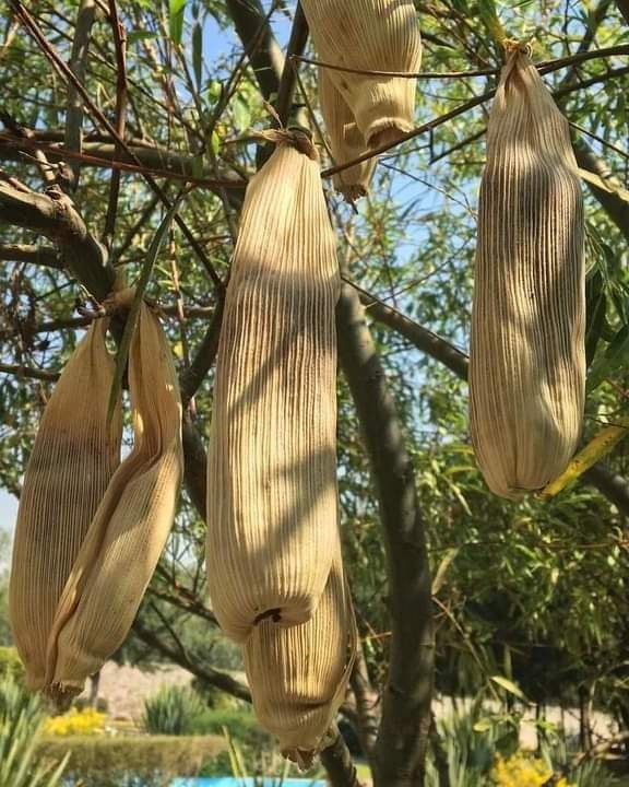 Los tamales de Judas, colgados, evocan el triste final del apóstol traidor