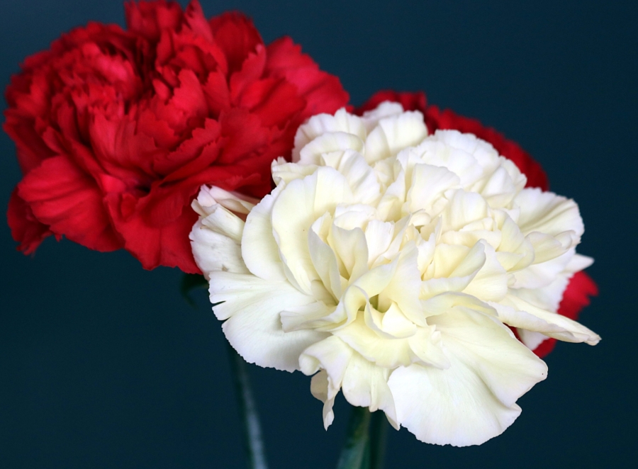Clavel, la flor de enero