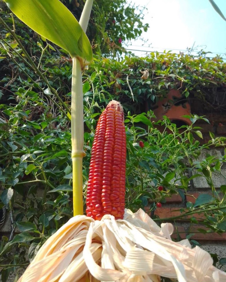 El hermoso maíz sangre de toro, cultivado en las costas de Guerrero