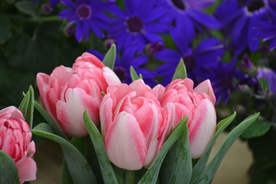 Flores tóxicas para gatos: tulipanes