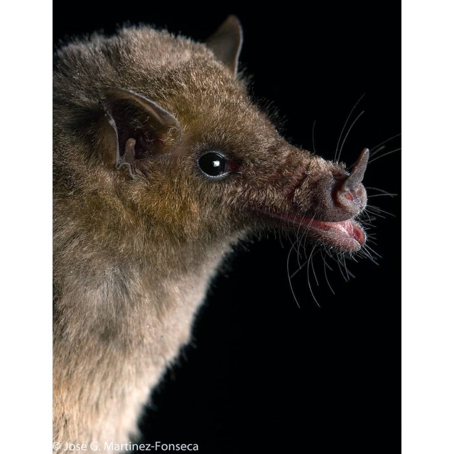 Trompudo, una de las especies de murciélagos en la Ciudad de México