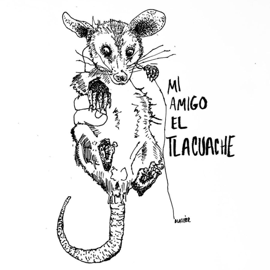 This marsupial is part of the Mexican imagination
