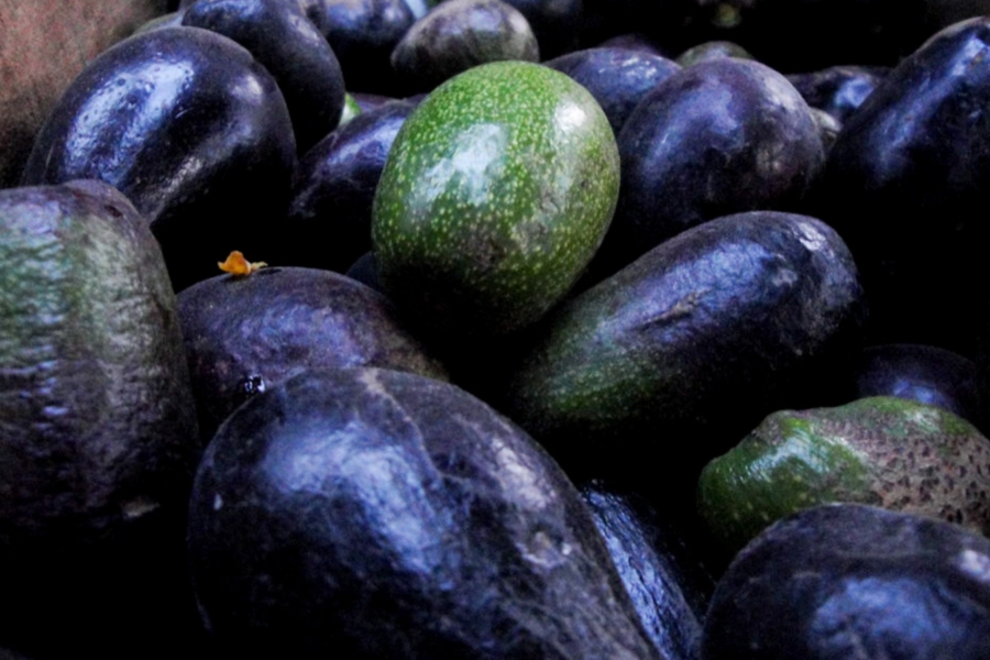 aguacate-criollo-flickr Aguacate criollo