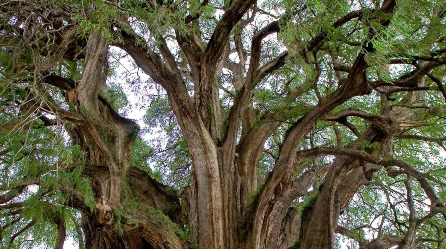 ahuehuete-asi-es-el-emblematico-y-milenario-arbol-nacional-de-mexico © Michel Gunther. BIOSPHOTO. BIOSPHOTO VIA AFP