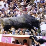 Toro Pajarito