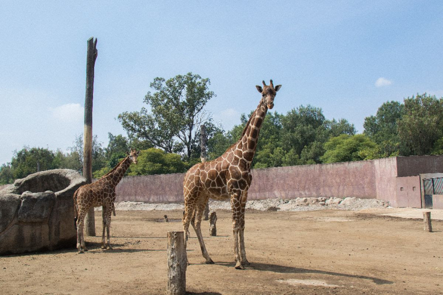 Zoológico_San_Juan_de_Aragón_III Zoológico_San_Juan_de_Aragón_III