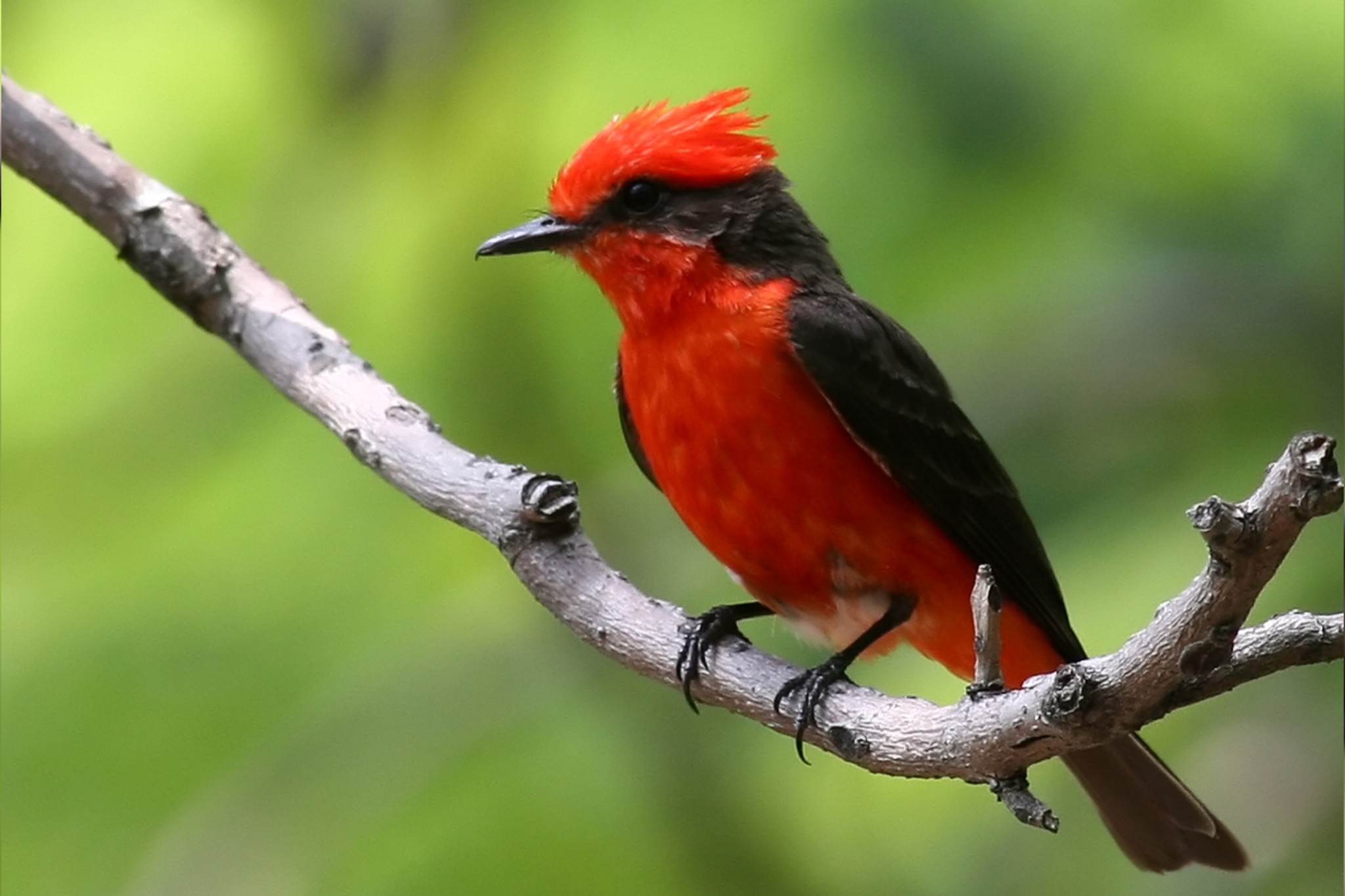 México es el quinto país con mayor biodiversidad: Cardenal