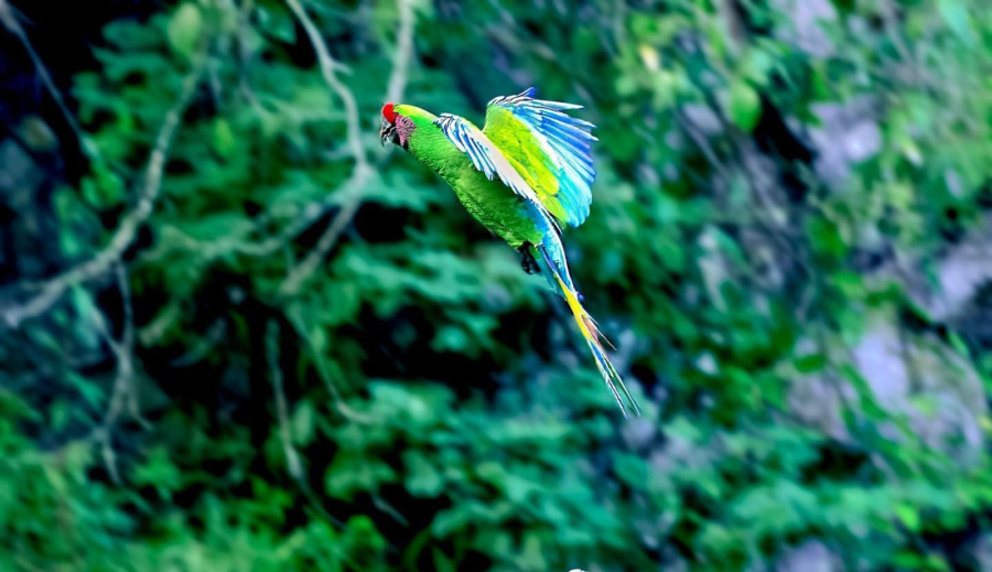 Santuario de la guacamaya