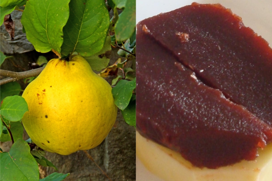 membrillo-beneficios-caracteristicas-wikipedia Beneficios y características del membrillo