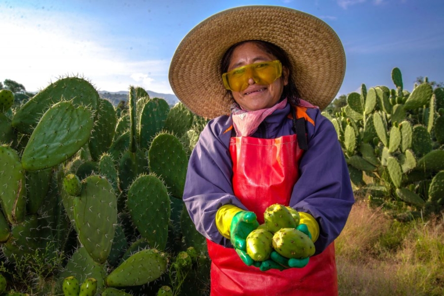 temporada de tunas