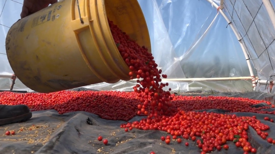 chile_chiltepín chile chiltepín