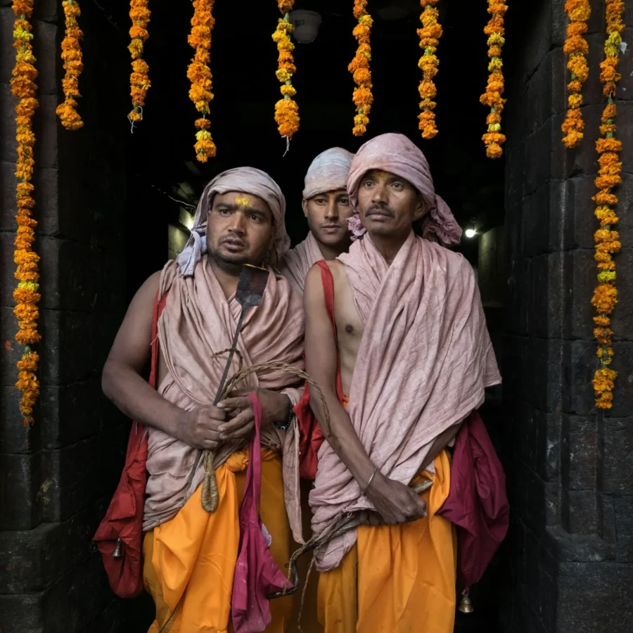 Cempasúchil de la India
