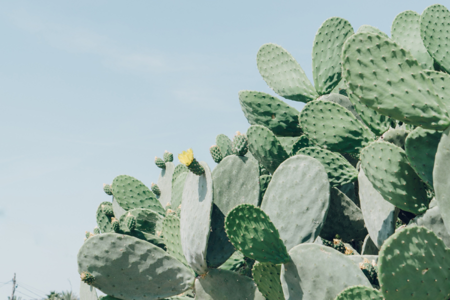 nopal