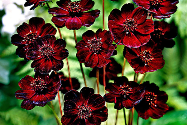 flor cosmos chocolate