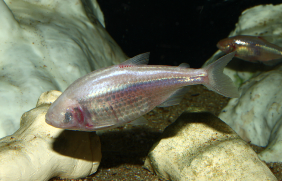 Cueva de las sardinas ciegas