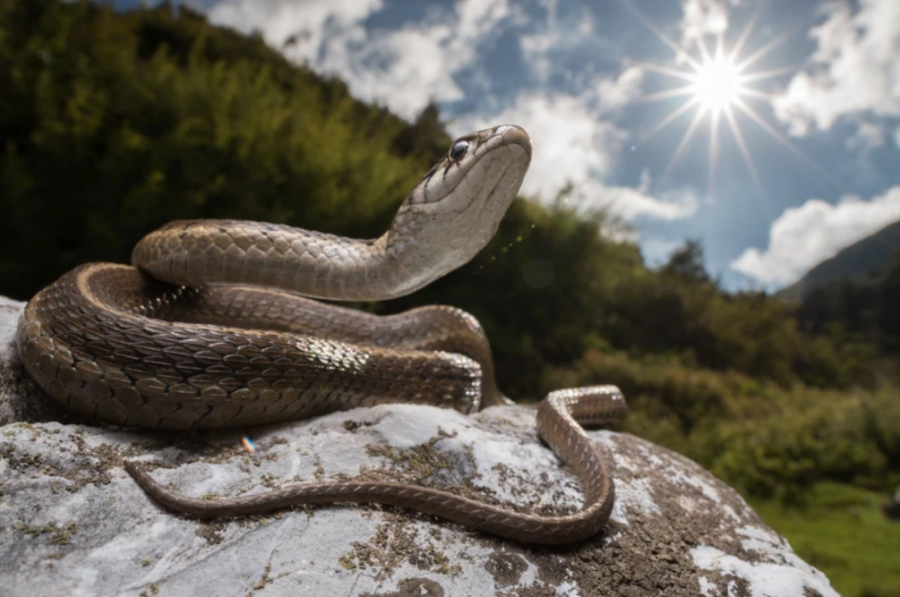 herping zoongolica