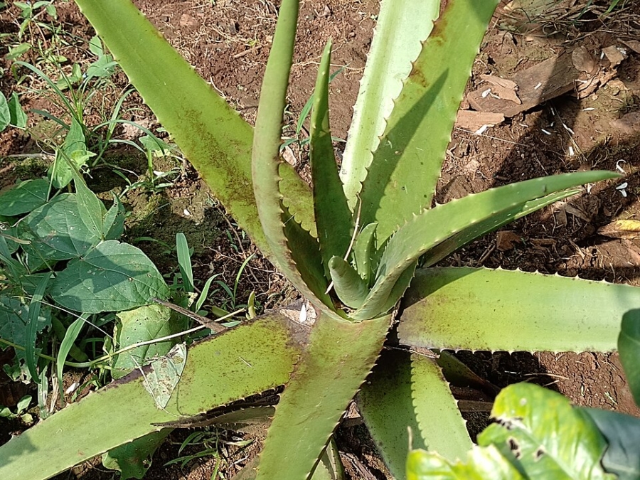 Sábila, una de las plantas utilizadas en la medicina tradicional tarahumara. Wikipedia.