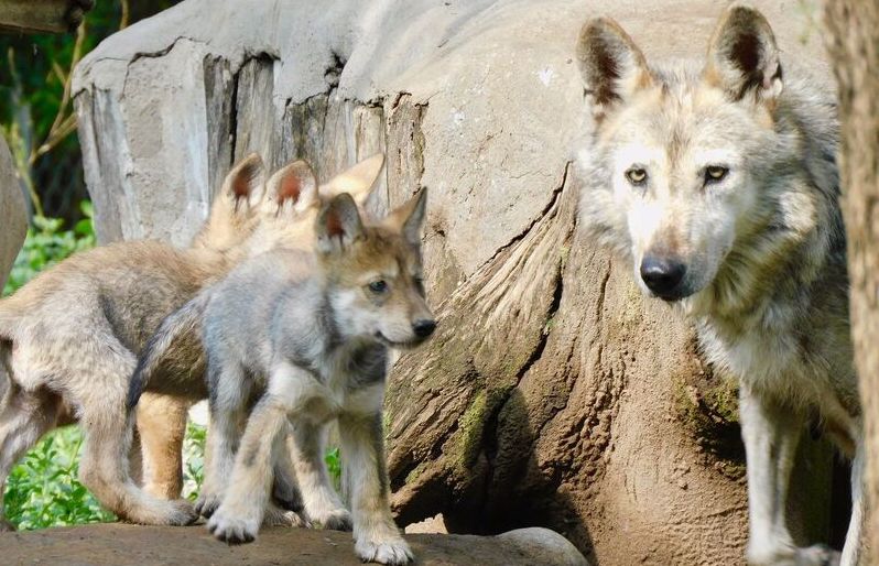 lobos mexicanos