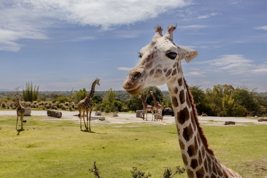 Africam Safari en Puebla