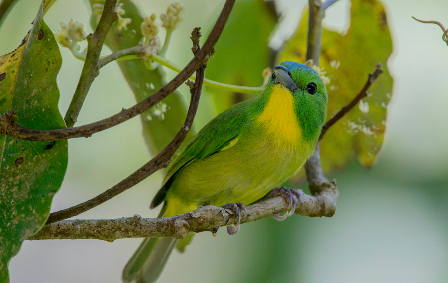 Flora y fauna de Chiapas