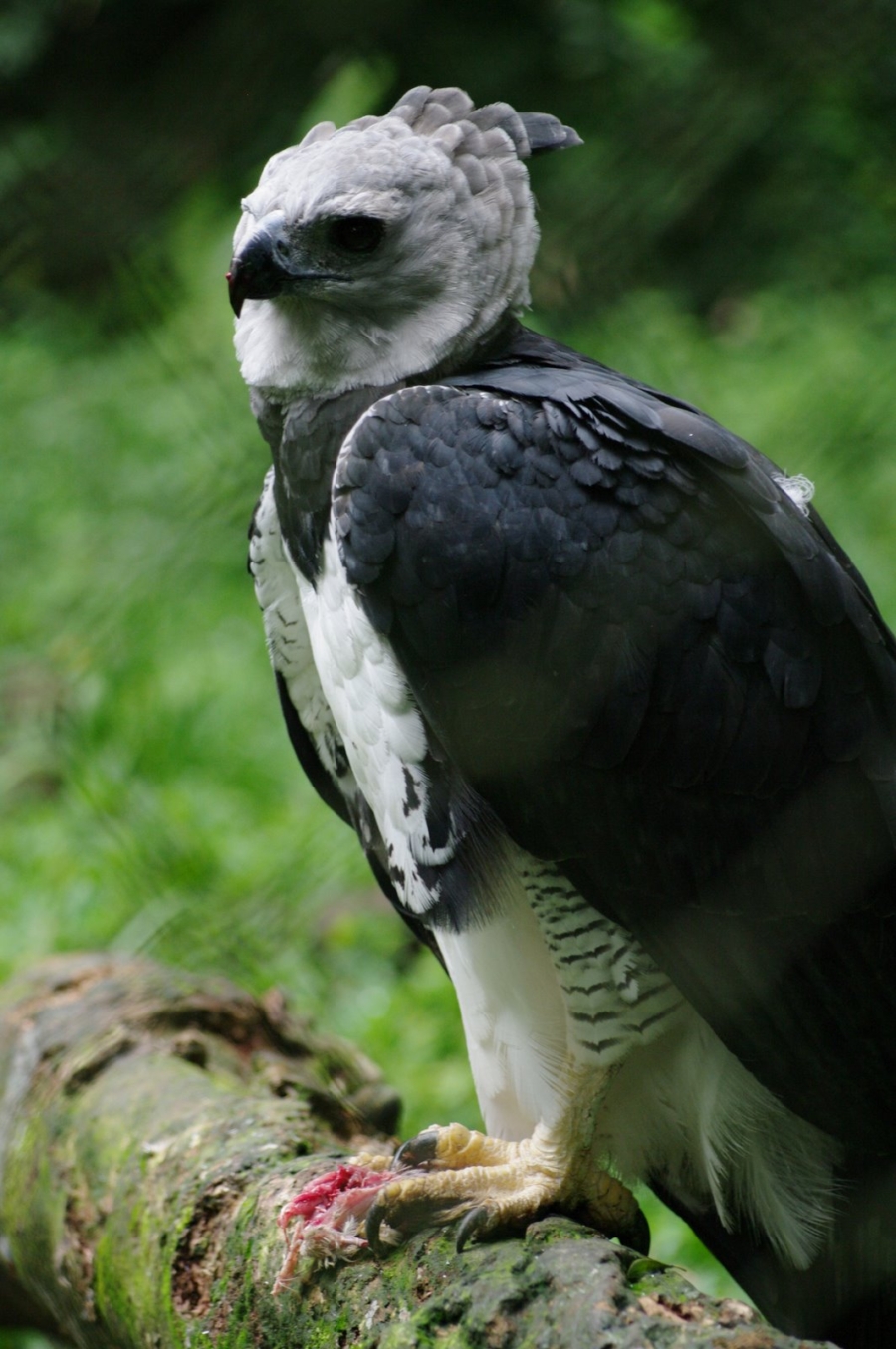 Su plumaje mezcla tonos grises y blancos. Plumas de tonalidades más oscuras coronan su cabeza, mismas que le permiten canalizar el sonido y mejorar su audición. Wikipedia.