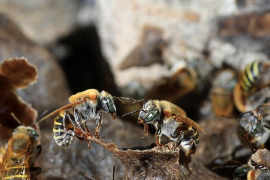 Imagen de abejas sin aguijón.