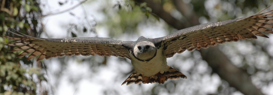 El avistamiento del ejemplar de águila arpía en la selva Lacandona es de suma importancia. Wikipedia.