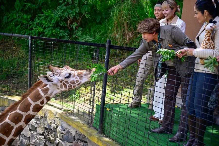 La llegada de esta jirafa forma parte de un proyecto pensado para proteger y dar futuro a esta especie. Facebook Delfina Gómez.