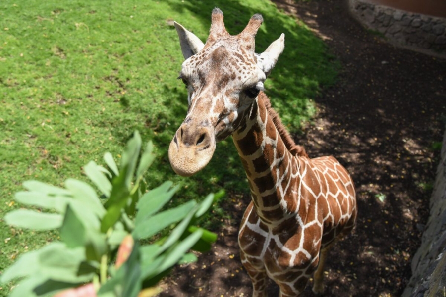 La Jirafa Cosmo llegó al Parque Ecológico Zacango, en el Estado de México.