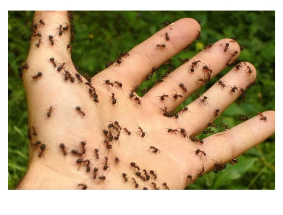 Diversos insectos ayudan a aliviar malestares. Pexels.
