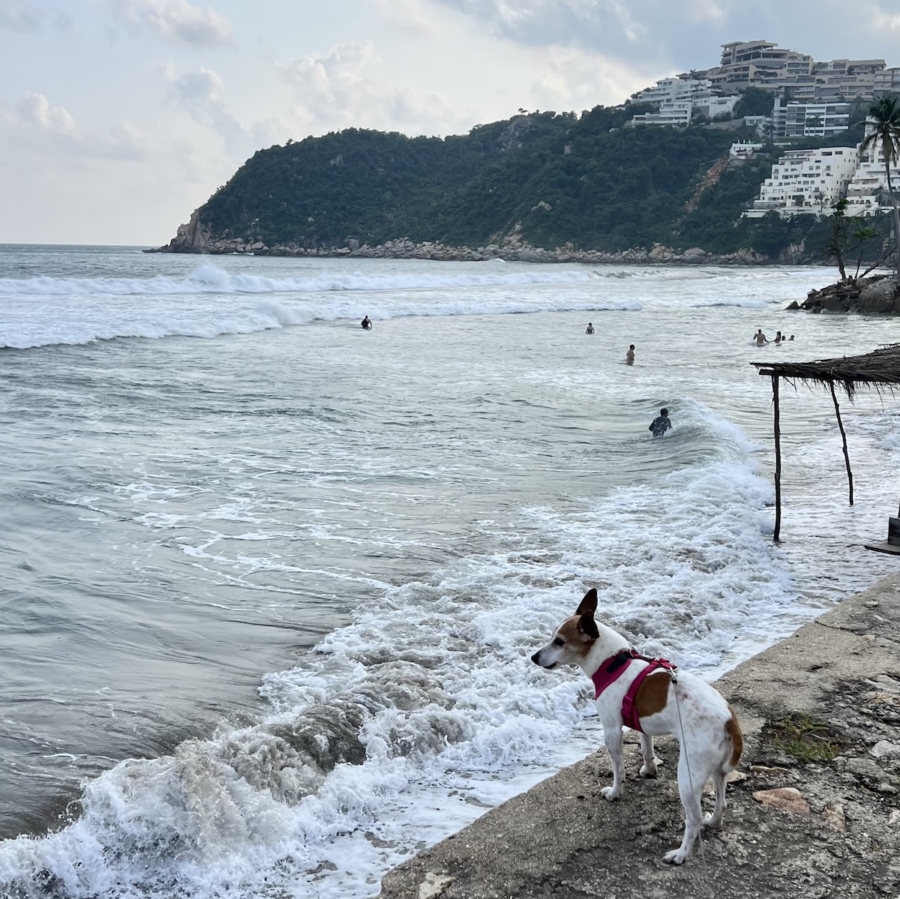 perro en la playa Acapulco