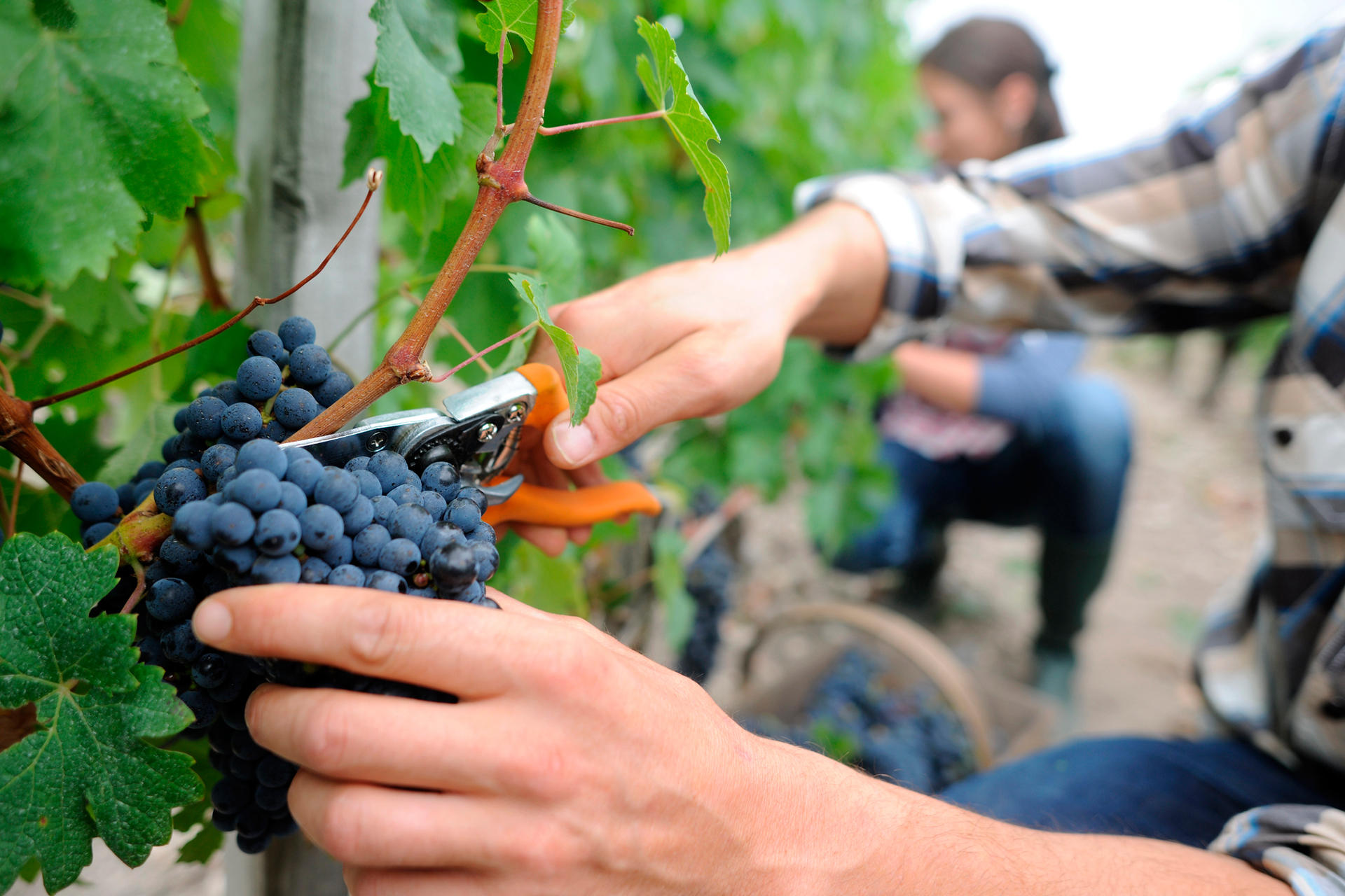 Viñedos en Jalisco: una nueva ruta del vino
