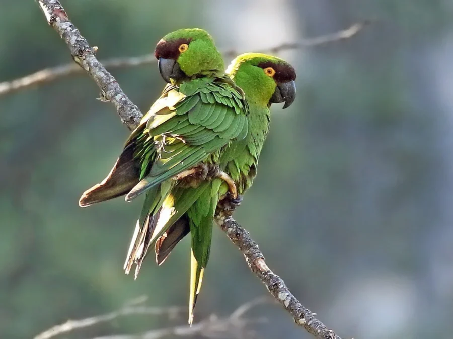 guacamaya enana en Cañón de San Lorenzo