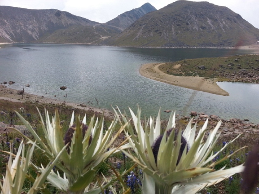 La rosa de la montaña, cuyo nombre científico es&nbsp;Eryngium proteiflorum, pertenece a la familia de las apiáceas. Gobierno de México.