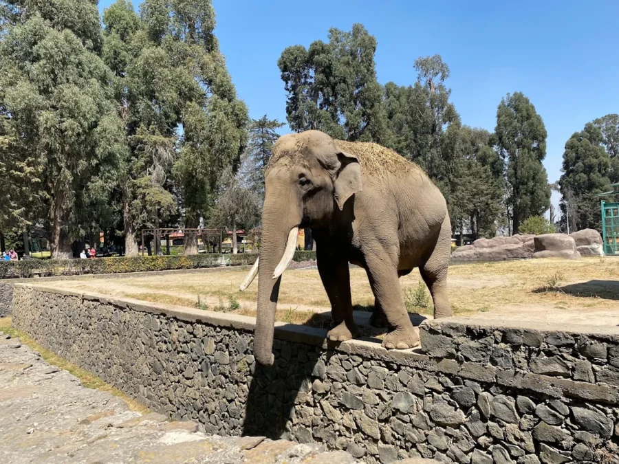 zoológico Zinacantepec
