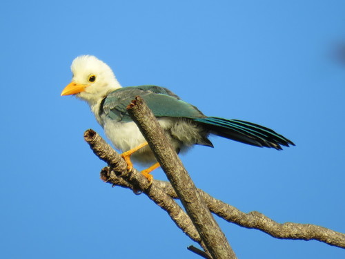 Chara yucateca