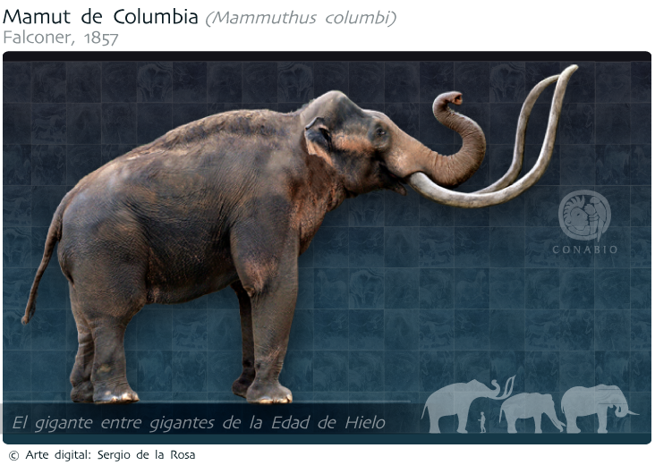 Linaje mexicano del mamut colombino