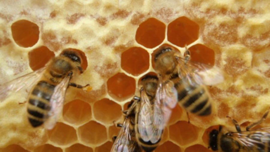 Para su producción, son las abejas las que se encargan de recolectar el néctar de las flores del árbol de mezquite. Reddit.