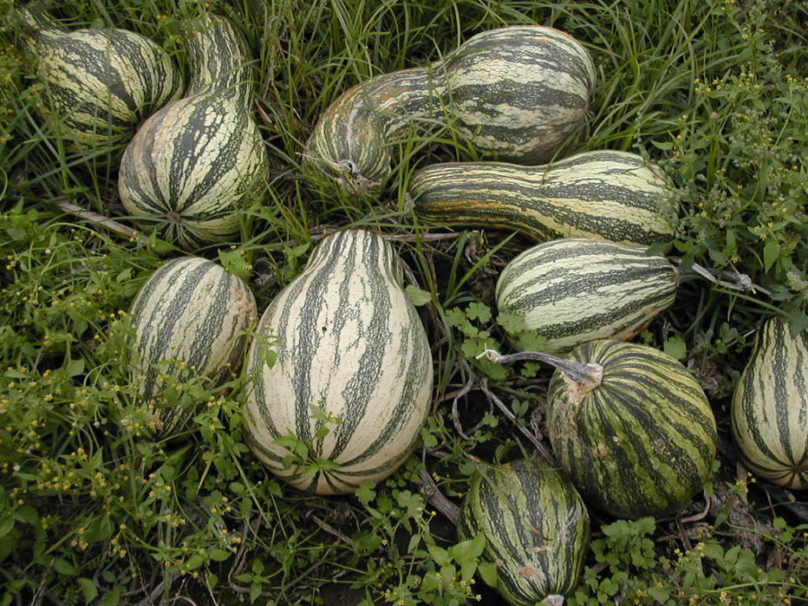 La pipiana, una más de las variedades de calabaza en México, se distingue por su pedúnculo grueso y sus semillas grandes con bordes azulados. Reddit.