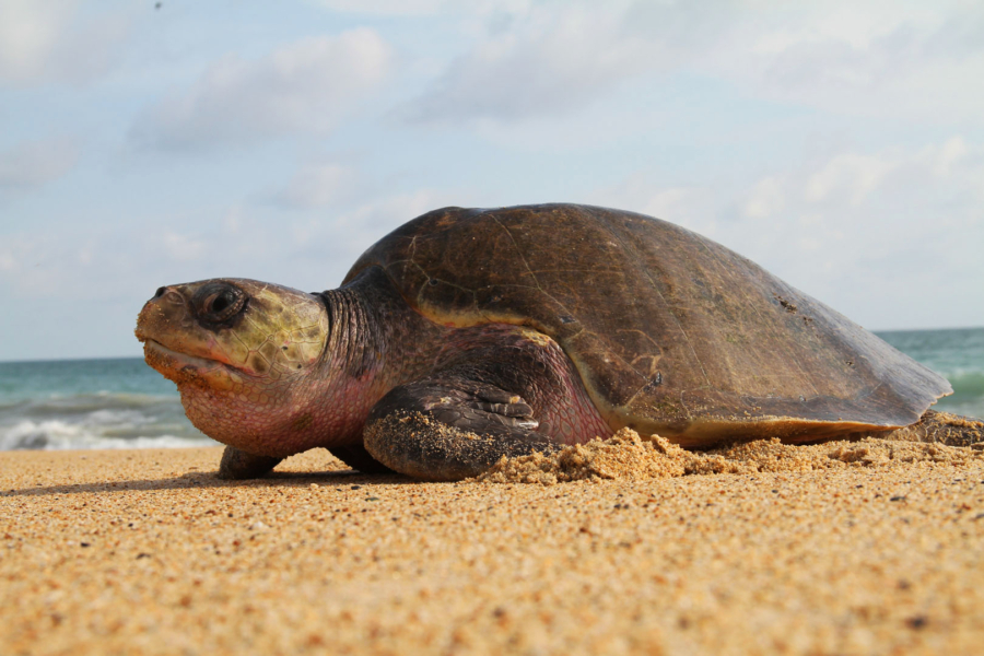 Ixtapilla
