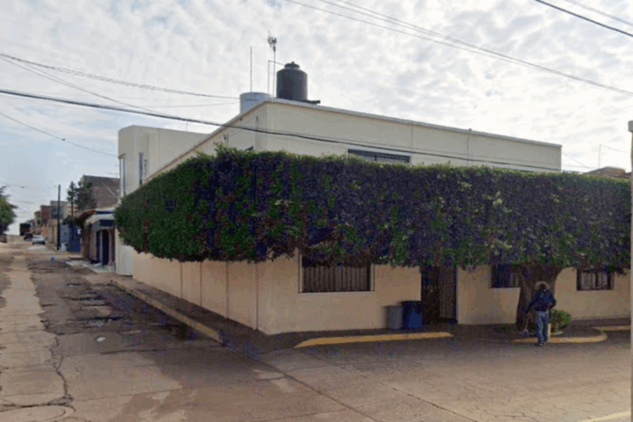 árbol-del-tío-mingo-ok