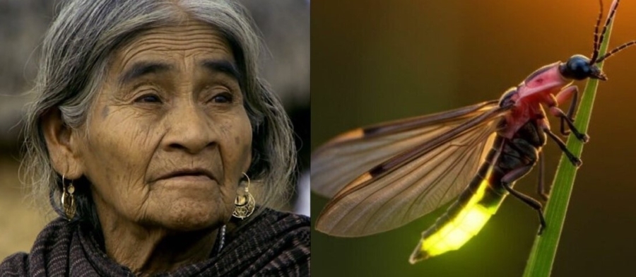 Luciérnaga de María Sabina