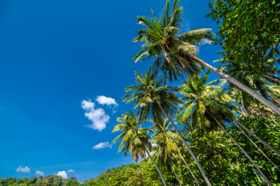 palmeras cocoteras
