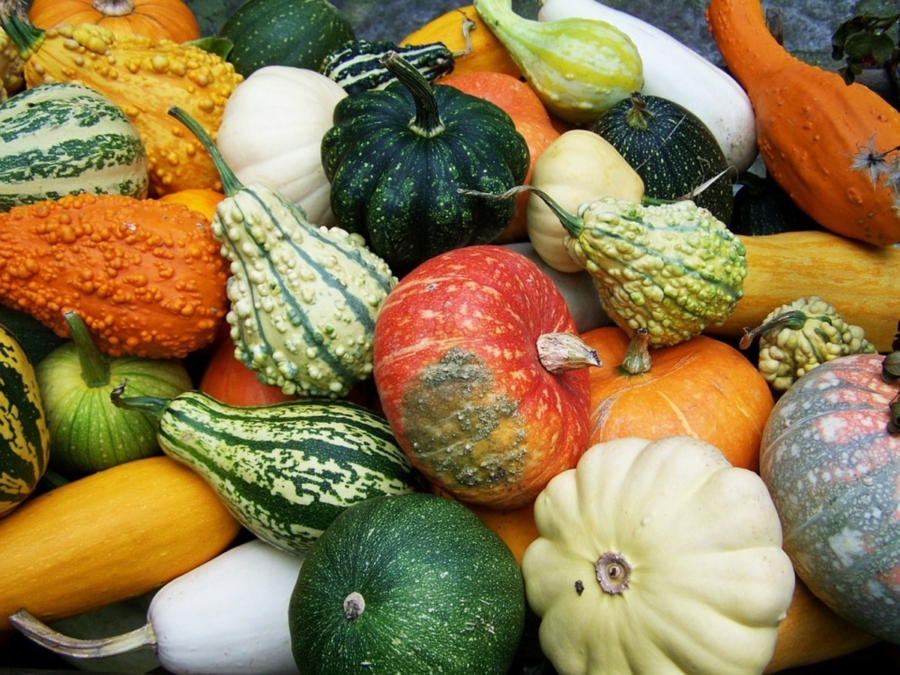 variedades-de-calabaza-méxico (1)