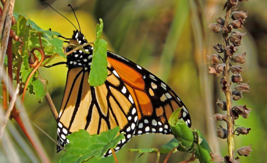 Cada año, la migración sigue un patrón relativamente estable. No te pierdas el avistamiento de mariposas monarca 2025-2026. Gobierno de México.