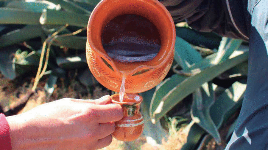 Pulque de Tlaxcala