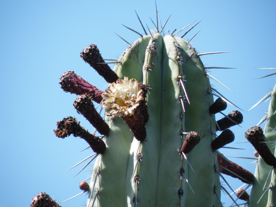 Sus semillas necesitan germinar bajo la protección de otras plantas, conocidas como nodrizas, que les brindan sombra y humedad. Wikipedia.