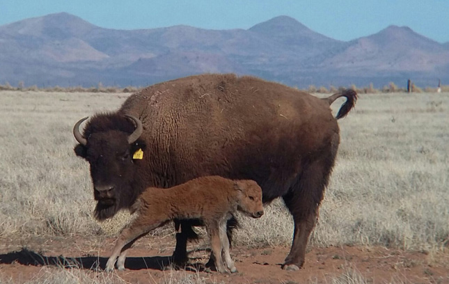 Después de 200 años de ausencia, nace el primer bisonte americano en Sonora