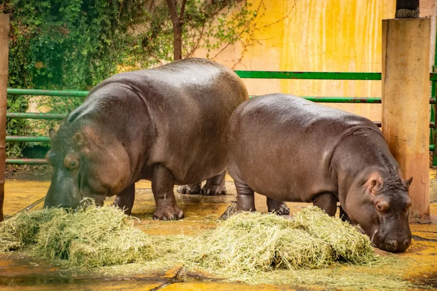 Zoológico La Pastora, entre las atracciones cerca del estadio en Monterrey