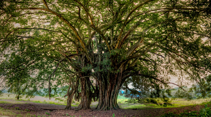 el Guardián de La Yerbabuena Colima